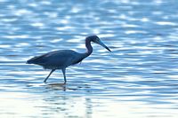 Aigrette bleue