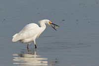 Aigrette neigeuse