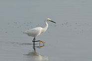 Aigrette neigeuse