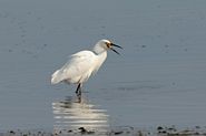 Aigrette neigeuse