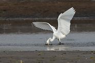 Aigrette neigeuse