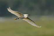 Aigrette neigeuse