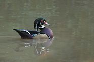 Canard branchu mâle
