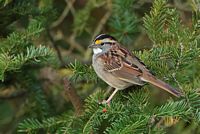 Bruant à gorge blanche
