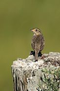 Bruant à queue aiguë