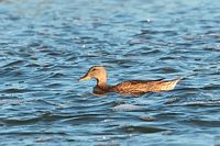 Canard noir