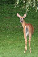 Cerf de Virginie femelle