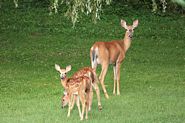 Famille de cerf de Virginie