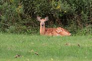 Jeune cerf de Virginie