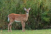 Cerf de Virginie