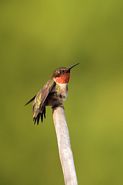 Colibri à gorge rubis mâle