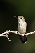 Colibri à gorge rubis