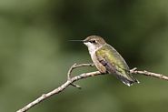 Colibri à gorge rubis