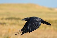 Corbeau