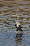 Cormoran à aigrettes