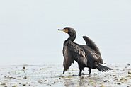 Cormoran à aigrette