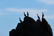 Silhouette de cormoran
