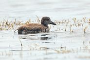 Jeune eider à duvet