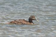 Eider à duvet