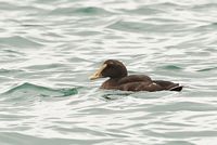 Eider à duvet