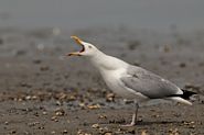 Goéland argenté