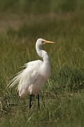 Grande aigrette