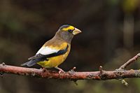 Gros bec errant mâle