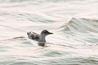 Guillemot à miroir