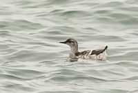 Guillemot à miroir