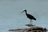 Ibis falcinelle