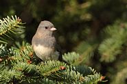 Junco ardoisé