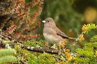 Junco ardoisé