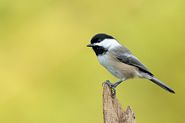 Mésange à tête noire