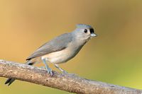 Mésange bicolore