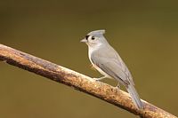 Mésange bicolore