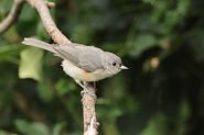 Jeune mésange bicolore