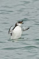 Petit pingouin