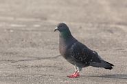 Pigeon biset