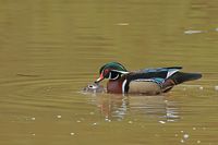 Branchu accouplement