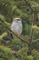 Bruant à gorge blanche