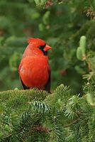 Cardinal rouge