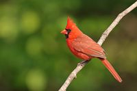 Cardinale rouge