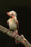 Cardinal rouge