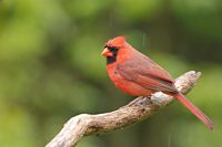 Cardinal rouge