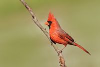 Cardinal rouge mâle