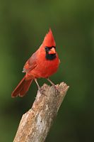 Cardinal rouge mâle