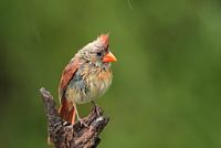 Cardinal rouge