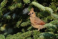 Jeune cardinal rouge