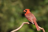 Cardinal rouge