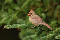 Cardinal rouge